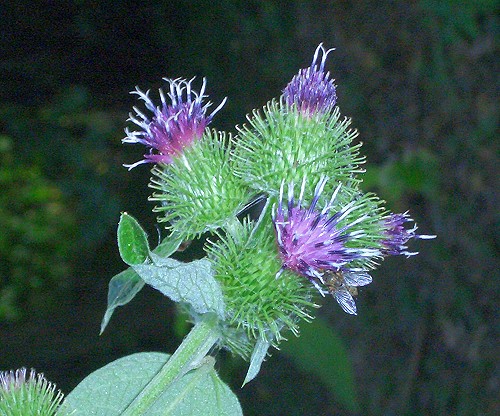 Burdock_02