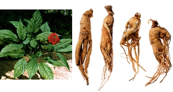 ginseng