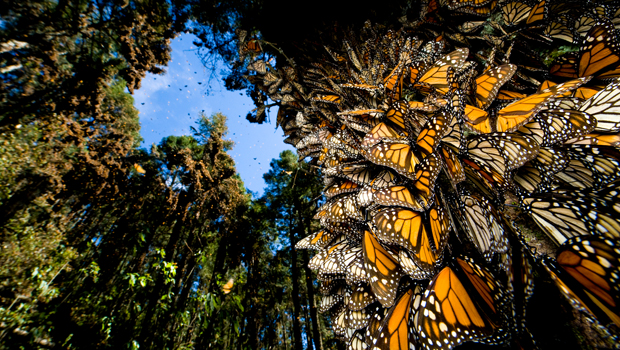 Butterfly sprays – enjoy deep healing resonance from butterflies, bees and&nbsp;dragonflies