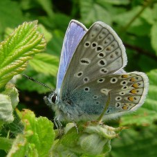common-blue-butterfly-a