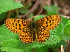 fritillary