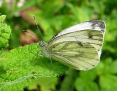 Green veined butterfly