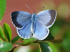 Holly Blue