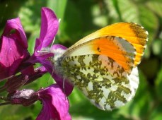 orange-tip-butterfly-3