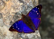 Purple emperor