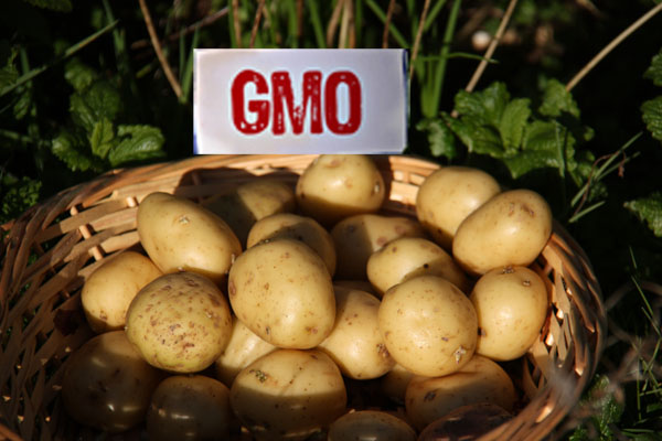 How to stop GM potatoes entering UK&nbsp;supermarkets