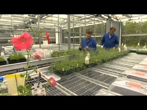 So-called ‘independent authors’ of ‘independent study’ on GMs for government, are funded by the GM&nbsp;companies