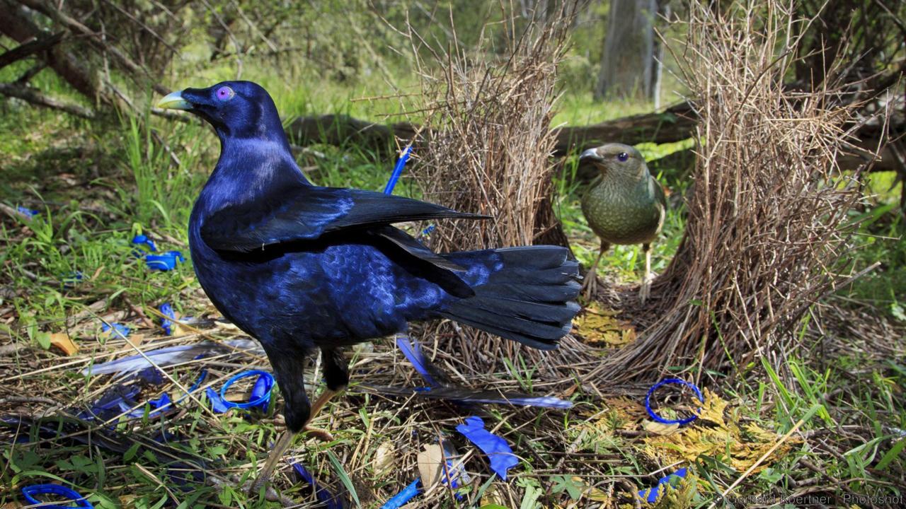 Satin Bowerbird