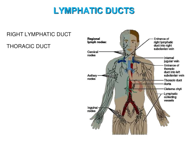 lymph-and-lymphatic-system-22-638