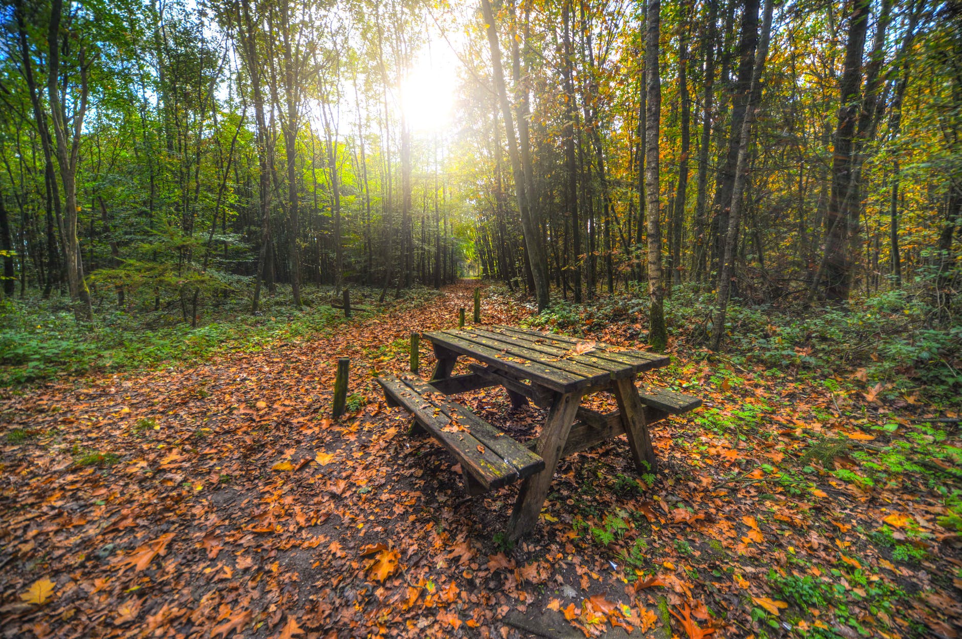 bench-forest-nature-park-630758.jpeg